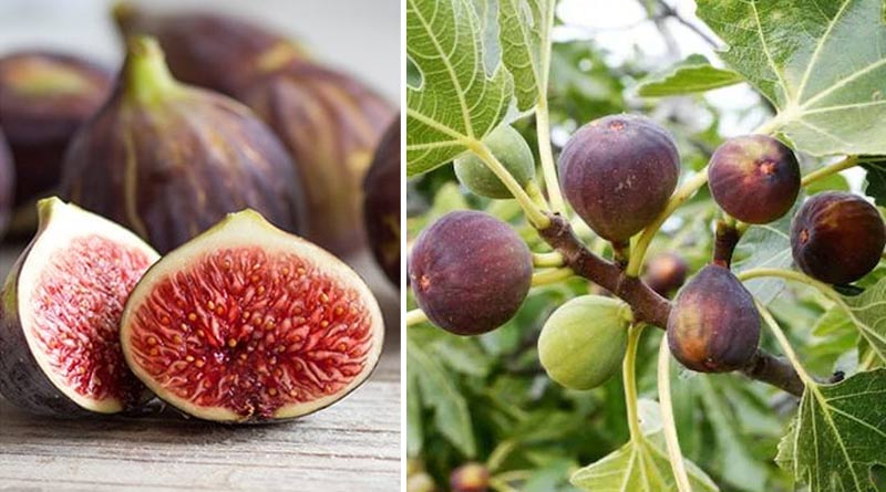 How to grow Egyptian figs at home । Sangbad Pratidin