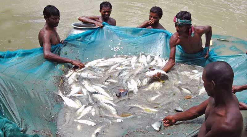 With new techniques, fish rearing picks up in West Bengal । Sangbad Pratidin