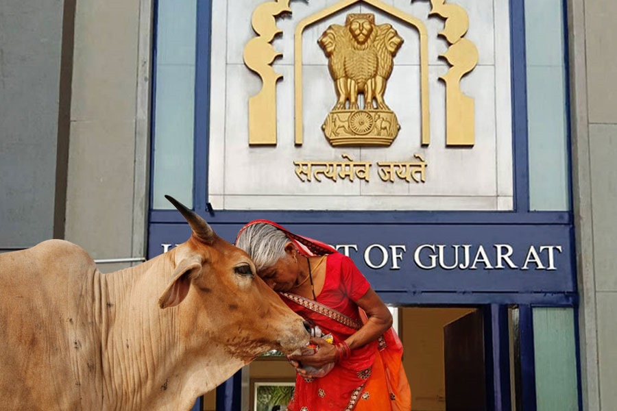 God will not forgive us if cattle are killed, says Gujarat High Court | Sangbad Pratidin