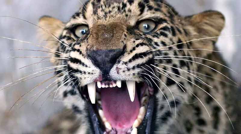 Kerala Forest Office Initiates Steps To Kill 'Man-Eating' Tiger | Sangbad Pratidin