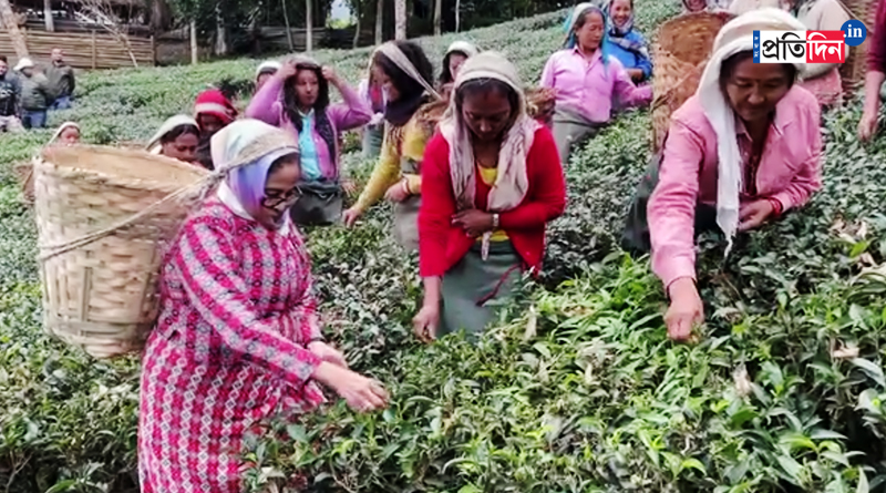 CM Mamata Banerjee visits Makaibari tea estate, plucks tea leaves | Sangbad Pratidin
