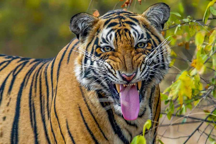 Fisherman dies after Royal Bengal Tiger attacks him in Sundarbans jungle | Sangbad Pratidin