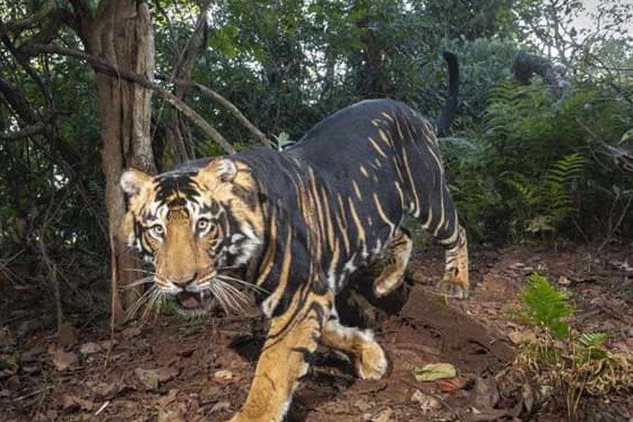 Existance of India’s black tigers found in Simlipal Forest, Odisha, goes viral |Sangabd Pratidin