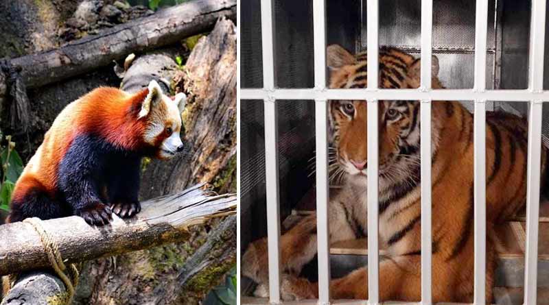 কলকাতা ছুঁয়ে দার্জিলিংয়ে সাইবেরিয়ার জোড়া বাঘ! বিনিময়ে বিদেশ পাড়ি রেড পান্ডার