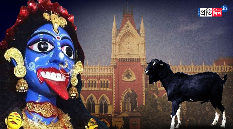 Calcutta HC refuses to intervene in Bolla Kali animal sacrifice row | Sangbad Pratidin