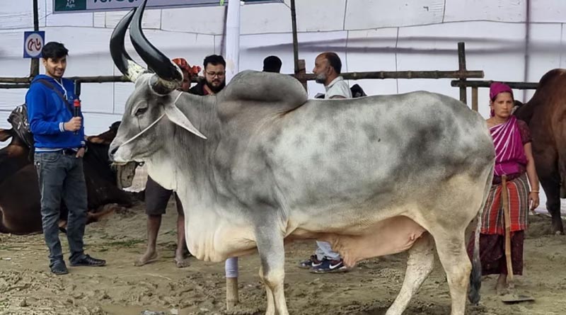Cow Ramp Show in Bogra of Bangladesh। Sangbad Pratidin