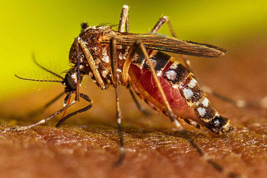 Dengue cases raise high in Bangladesh। Sangbad pratidin