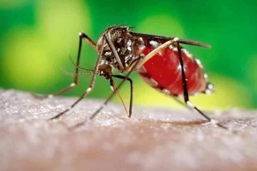 4 died in Bangladesh due to dengue, 207 hospitalized। Sangbad Pratidin