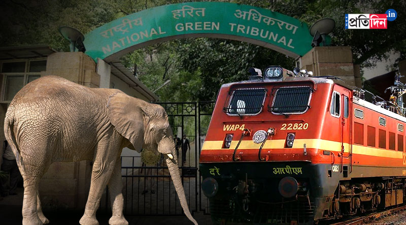 Suo moto case registered regarding three elephants death in Alipuduar at National Green Tribunal | Sangbad Pratidin