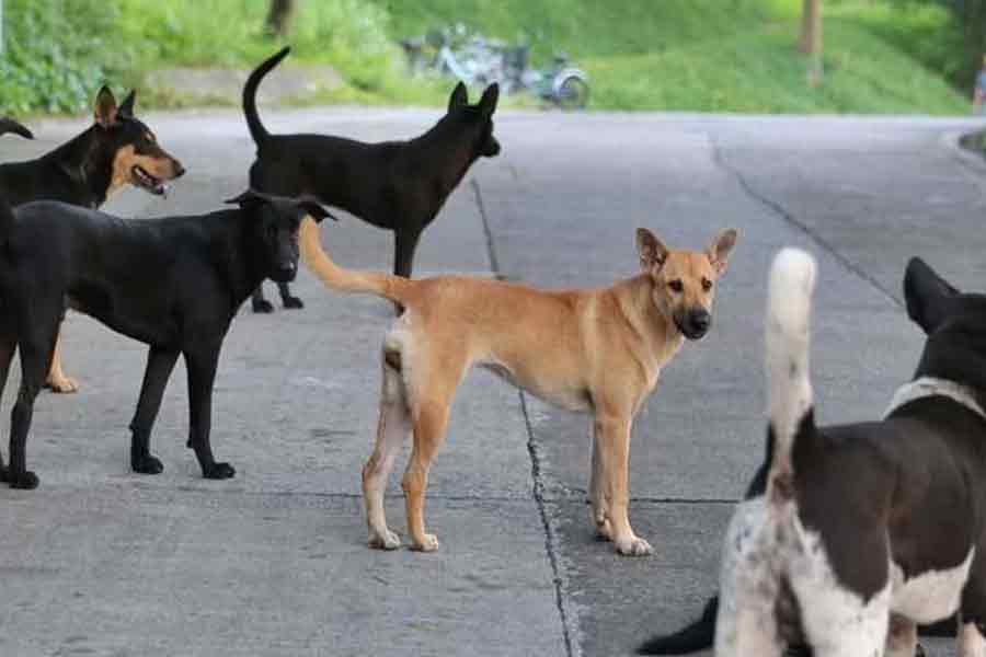 20 Dogs shot dead by 4 men in Telangana। Sangbad Pratidin