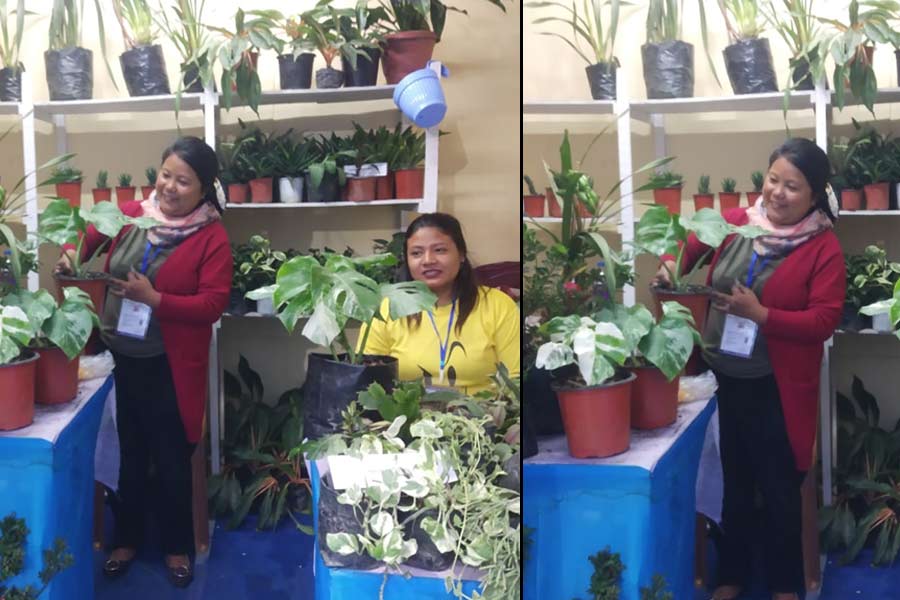 Huge profit by selling this plants for home decoration 'Monstera delicosa' in Saras Mela, Darjeeling | Sangbad Pratidin