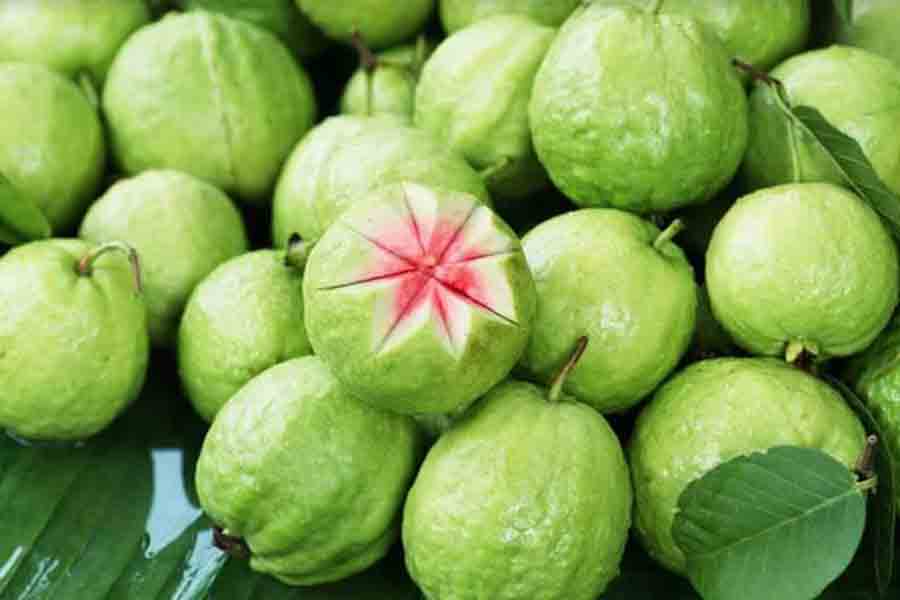 Guava cultivation shows new hope for West Bengal farmers | Sangbad Pratidin