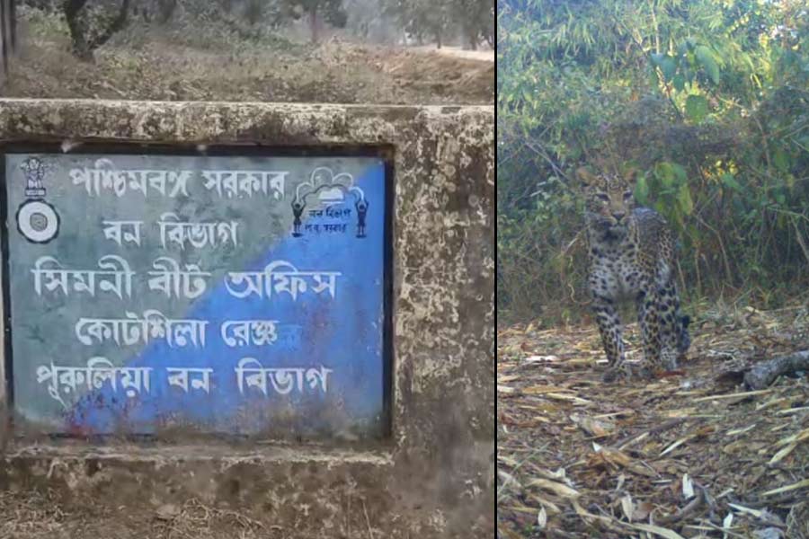 How villagers face leopard's attack, question arises as Forest department is campaigning only | Sangbad Pratidin