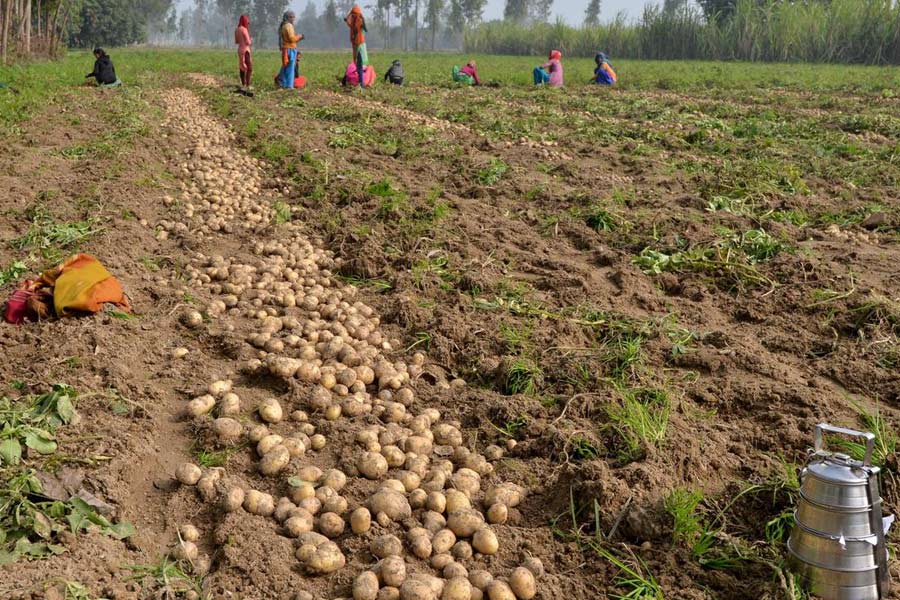 Dense fog in North Bengal may damage potato cultivation, farmers are worried | Sangbad Pratidin