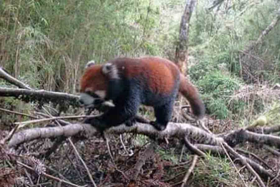 Red Panda found in Sikkim forest | Sangbad Pratidin