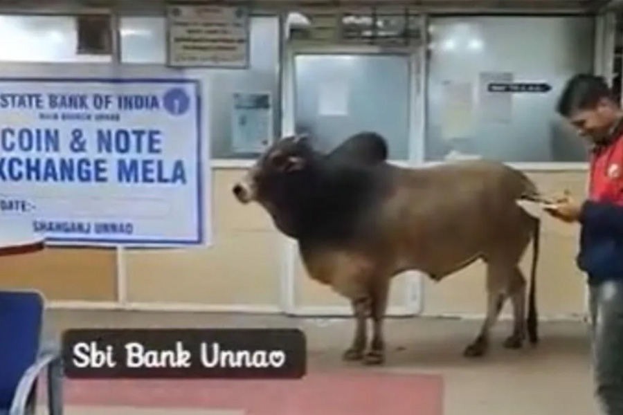 A Bull Visited SBI Branch In Uttar Pradesh | Sangbad Pratidin