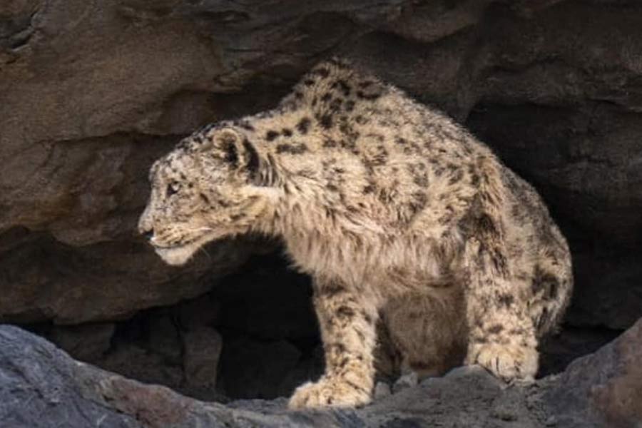 1st scientific exercise finds 718 snow Leopards in India। Sangbad Pratidin