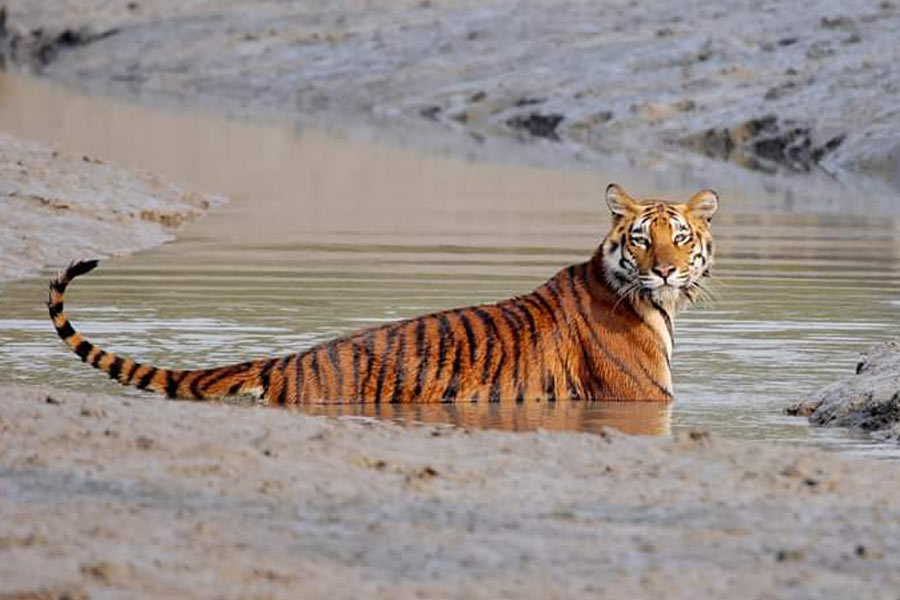 Sundarbans-Tiger-Phuleswari-2