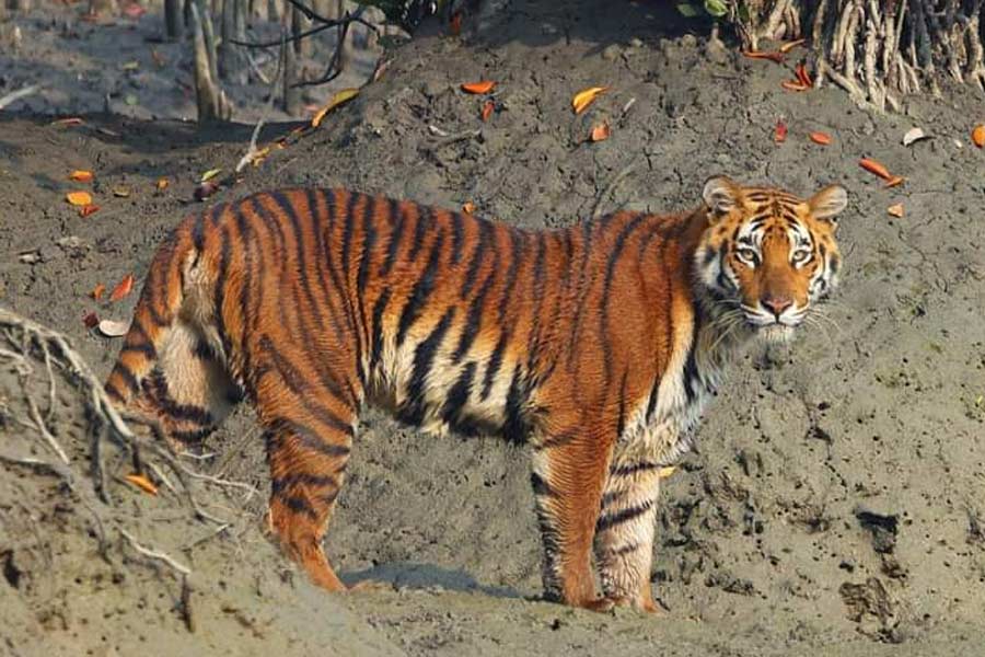 Sundarbans-Tiger-Phuleswari-3