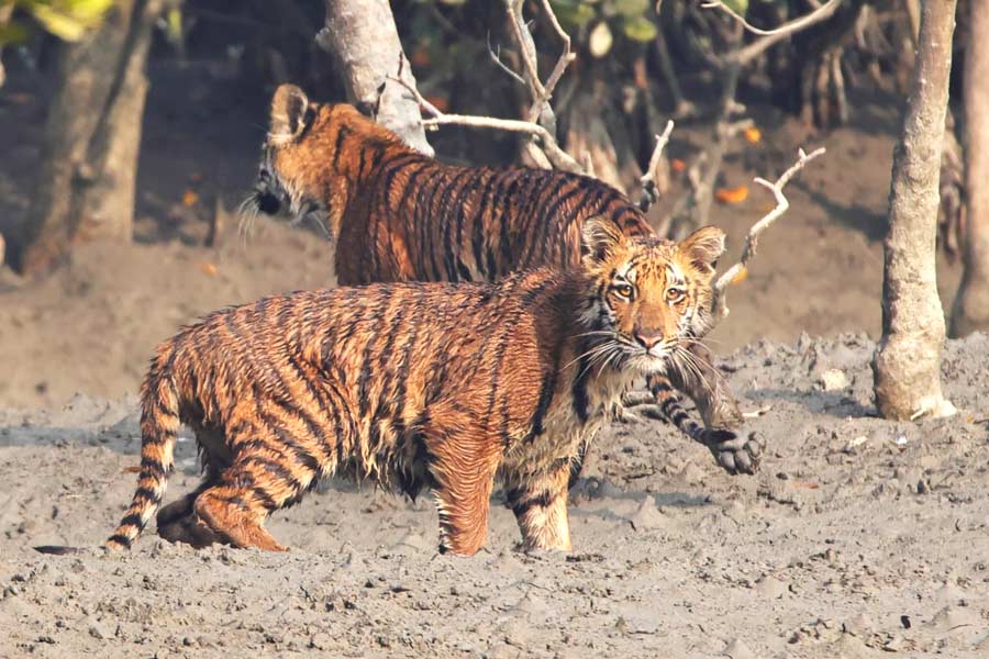Sundarbans-Tiger-Phuleswari-4