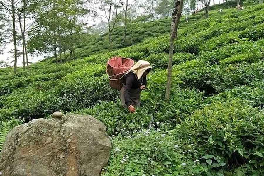 First flush tea planting in trouble due to lack of rain । Sangbad Pratidin