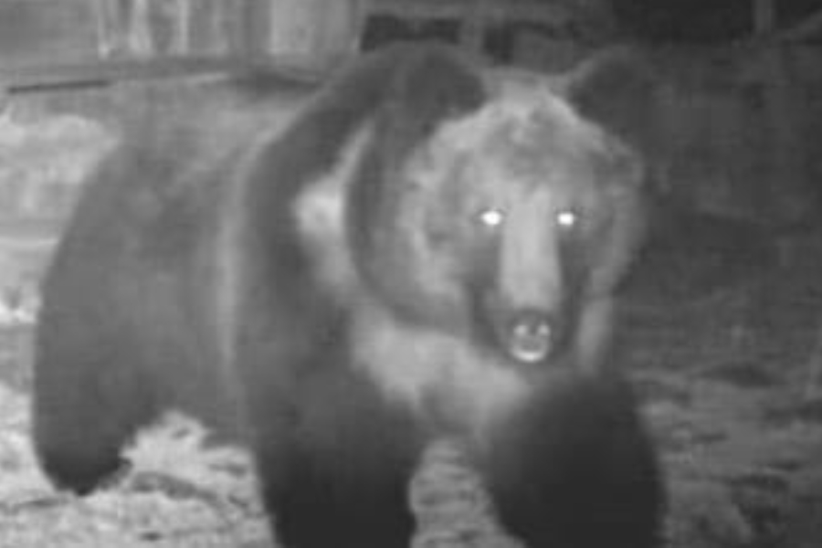 Tibetan brown bear found in Sikkim forest। Sangbad Pratidin