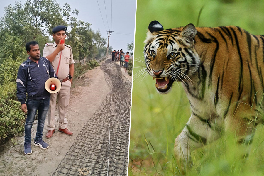People of Kultali get panicked after hearing roar of Royal Bengal Tiger | Sangbad Pratidin