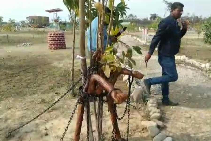 ‘খুনে’র শাস্তি! ১০০ বছরের জন্য শিকলবন্দি গাছ! বাংলার কোথায় ঘটল এমন ঘটনা?