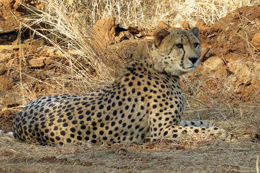 Cheetah's will be kept at Gandhi Sagar wildlife sanctuary instead of Kuno national park | Sangbad Pratidin