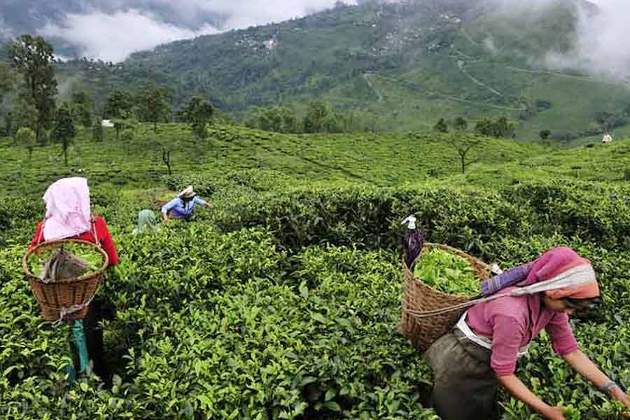 Chinese government gave Importance to Darjeeling-tea export। Sangbad Pratidin