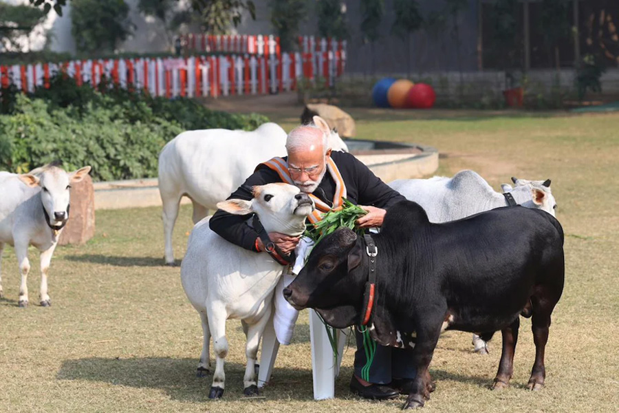 PM Modi feeds cows before Makar Sankranti at his residence | Sangbad Pratidin