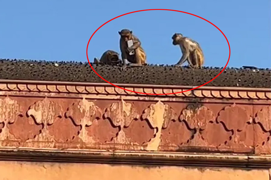 Monkey snatches iPhone, returns it after funny deal in Vrindavan | Sangbad Pratidin