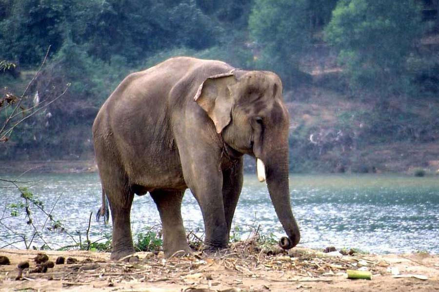 Male elephant died in Jaldapara National Park after injured while fighting for partner | Sangbad Pratidin