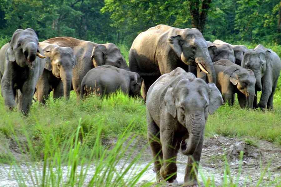 সঙ্গিনী দখলের লড়াইয়ের হার! দুই হাতির লড়াইয়ে কোমর ভাঙল দাঁতাল