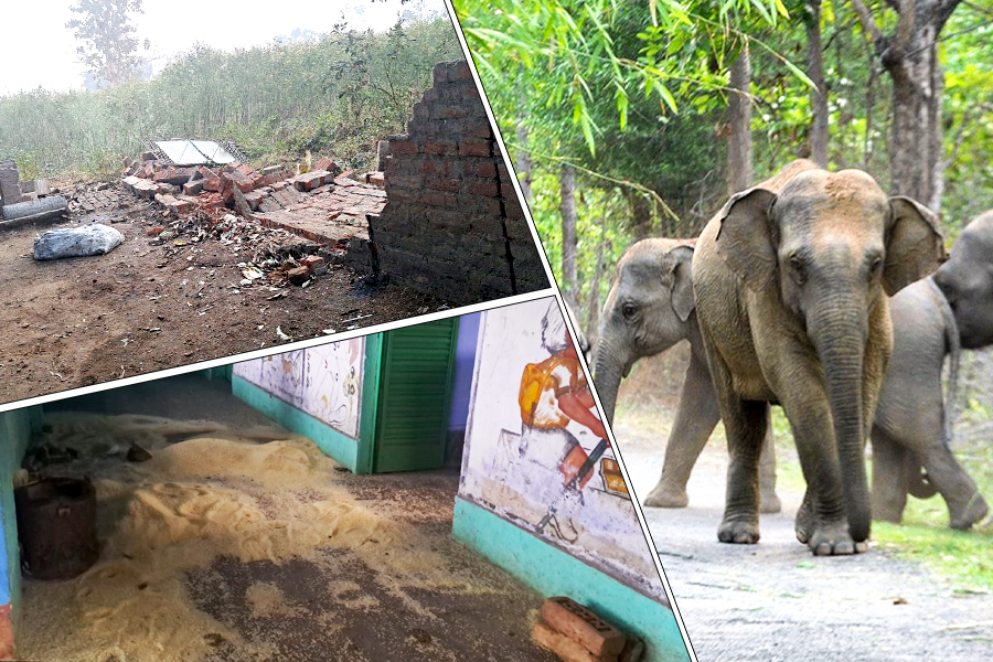 Hundreds of elephants make situation worse at Bengal-Jharkhand border near Purulia | Sangbad Pratidin