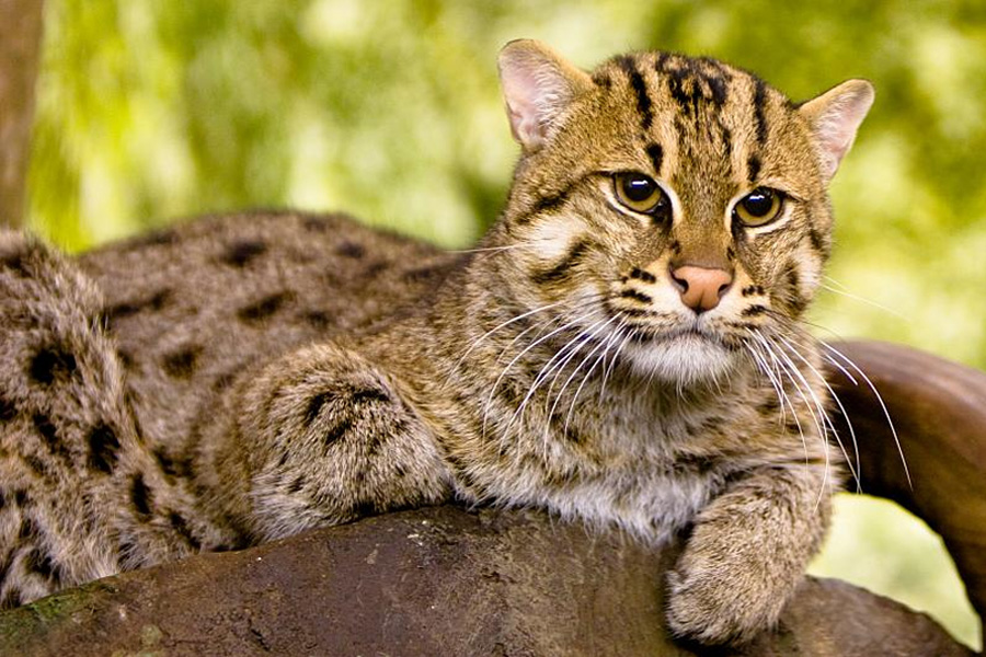 West Bengal government is giving importance to Fishing Cats Conservation | Sangbad Pratidin