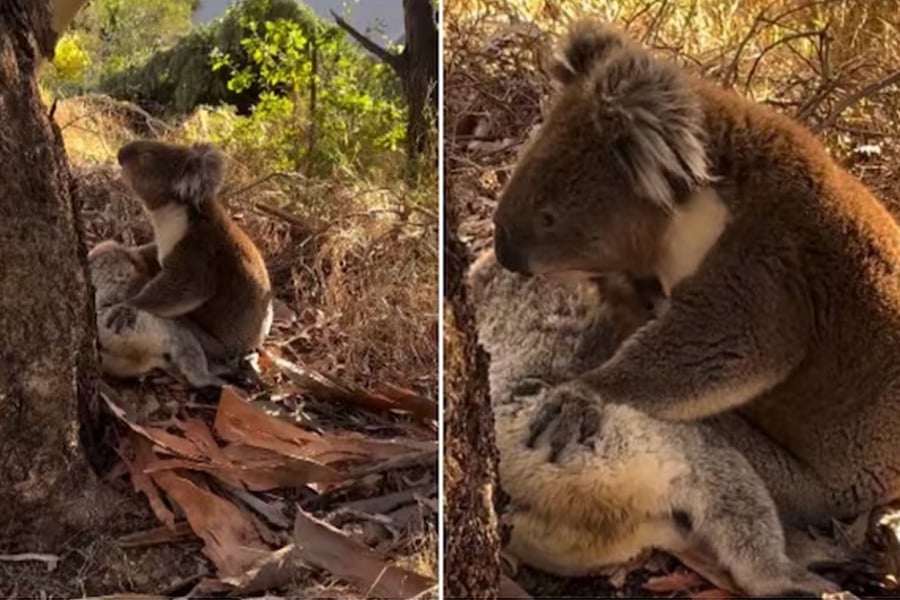 Viral Video of Male Koala hugs lifeless body of its mate in Australia | Sangbad Pratidin