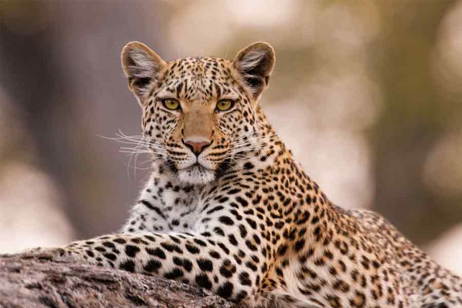 Leopard injured while trying to attack dogs
