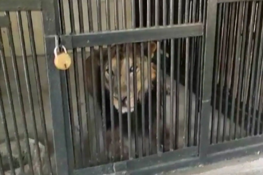 Man dies after entering Lion's enclosure to click selfie। Sangbad Pratidin