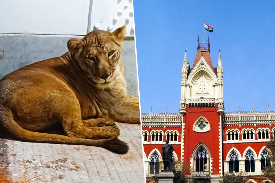 Calcutta HC asks WB Govt. to change name of Lion Akbar and lioness Sita in VHP's case | Sangbad Pratidin