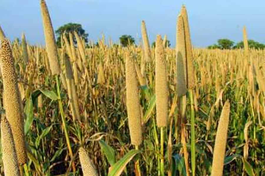 Here are the process of pearl millet cultivation । Sangbad Pratidin