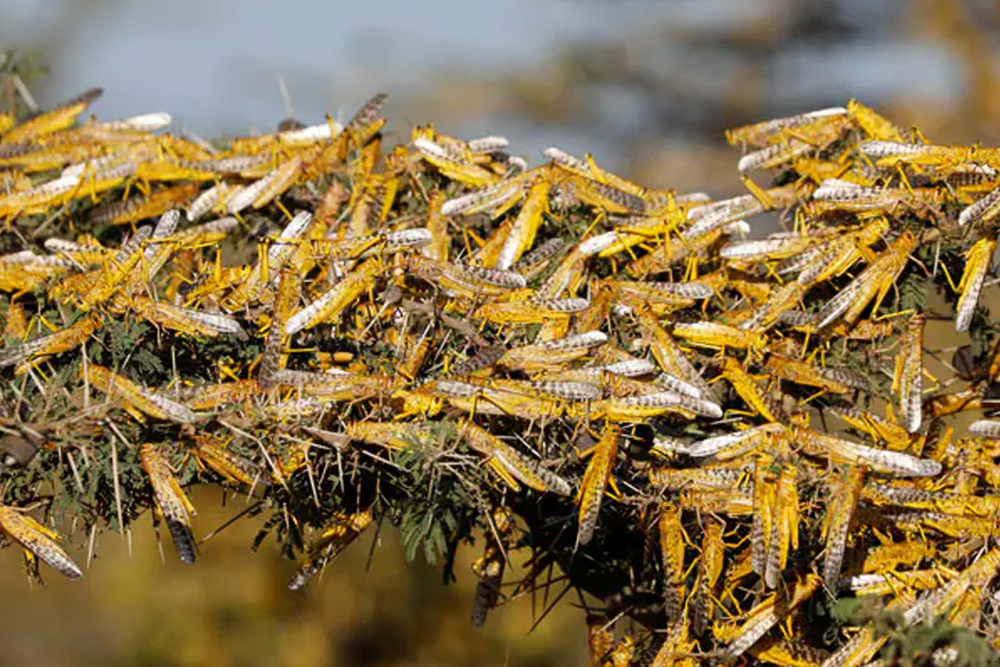 Climate Change Triggering Locust 'Megaswarms' | Sangbad Pratidin