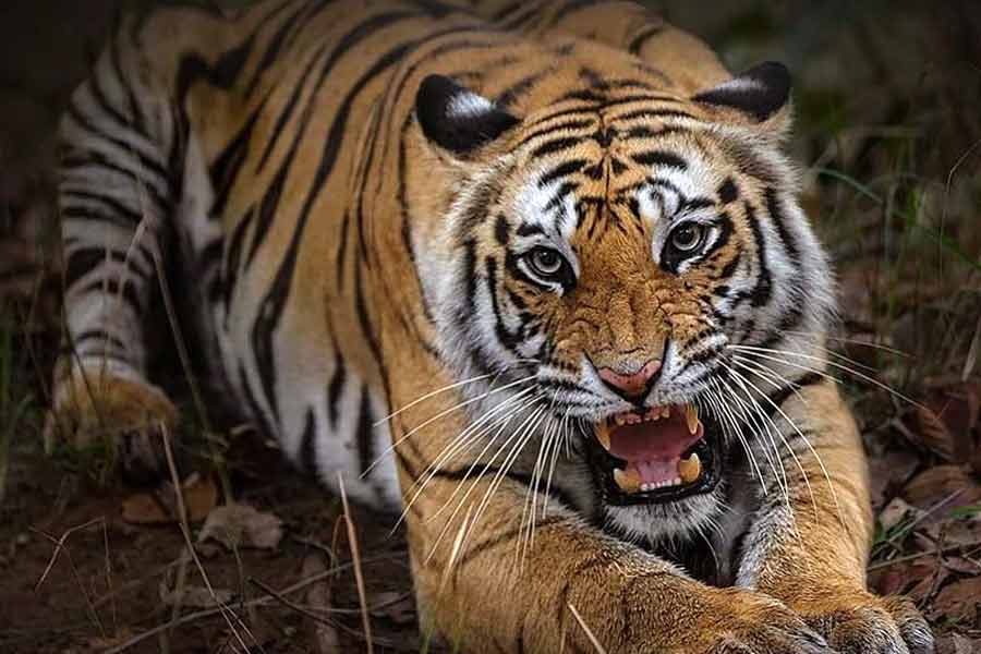 Royal Bengal Tiger kills fisherman in Sunderbans । Sangbad Pratidin