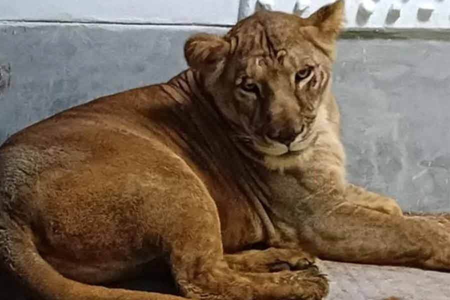 Top Tripura forest officer suspended over controversial naming of lion and lioness। Sangbad Pratidin