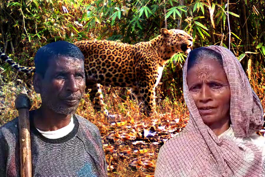 Two leopards roaming around in Purulia village, locals carrying weapon | Sangbad Pratidin