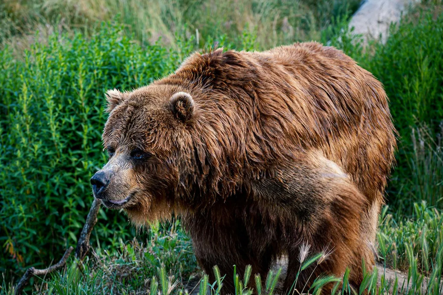 Woman Dies After Being Chased By Bear In Slovakia