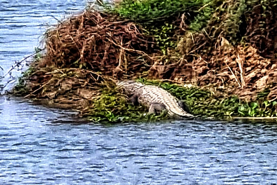 A crocodile was seen beside the river bank at Dhubulia, Nadia