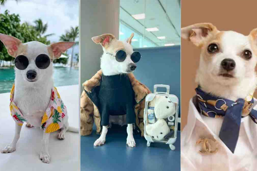 Influencer star dog named bao has 167k followers in Instagram