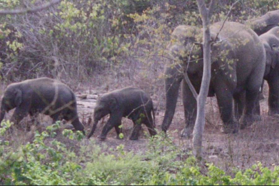 Forests in South Bengal are the safest places for elephants to breed, report by Forest department