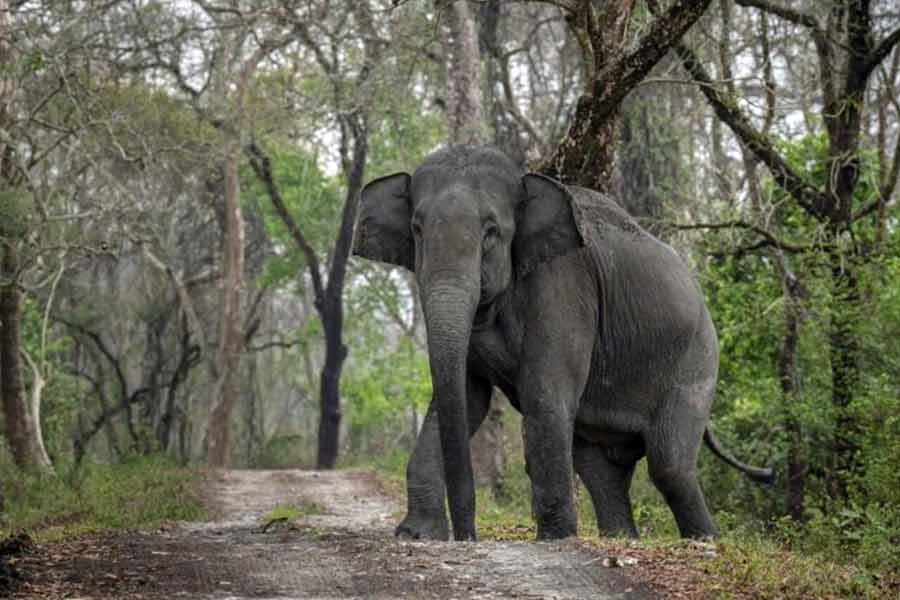 Tourists of Purulia frightened of elephants in festive season of Holi